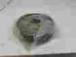 Bd126004 Wagner Rear Brake Drum