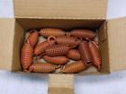 M-844 Bwp Brake Springs Lot